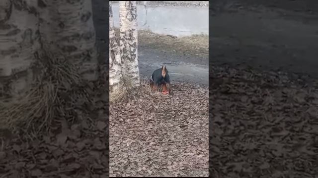 любимая тарелка смотреть онлайн