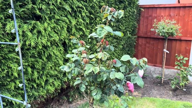 Обзор сада роз в Англии. День Рождение Атоса. Мой сад р? смотреть онлайн