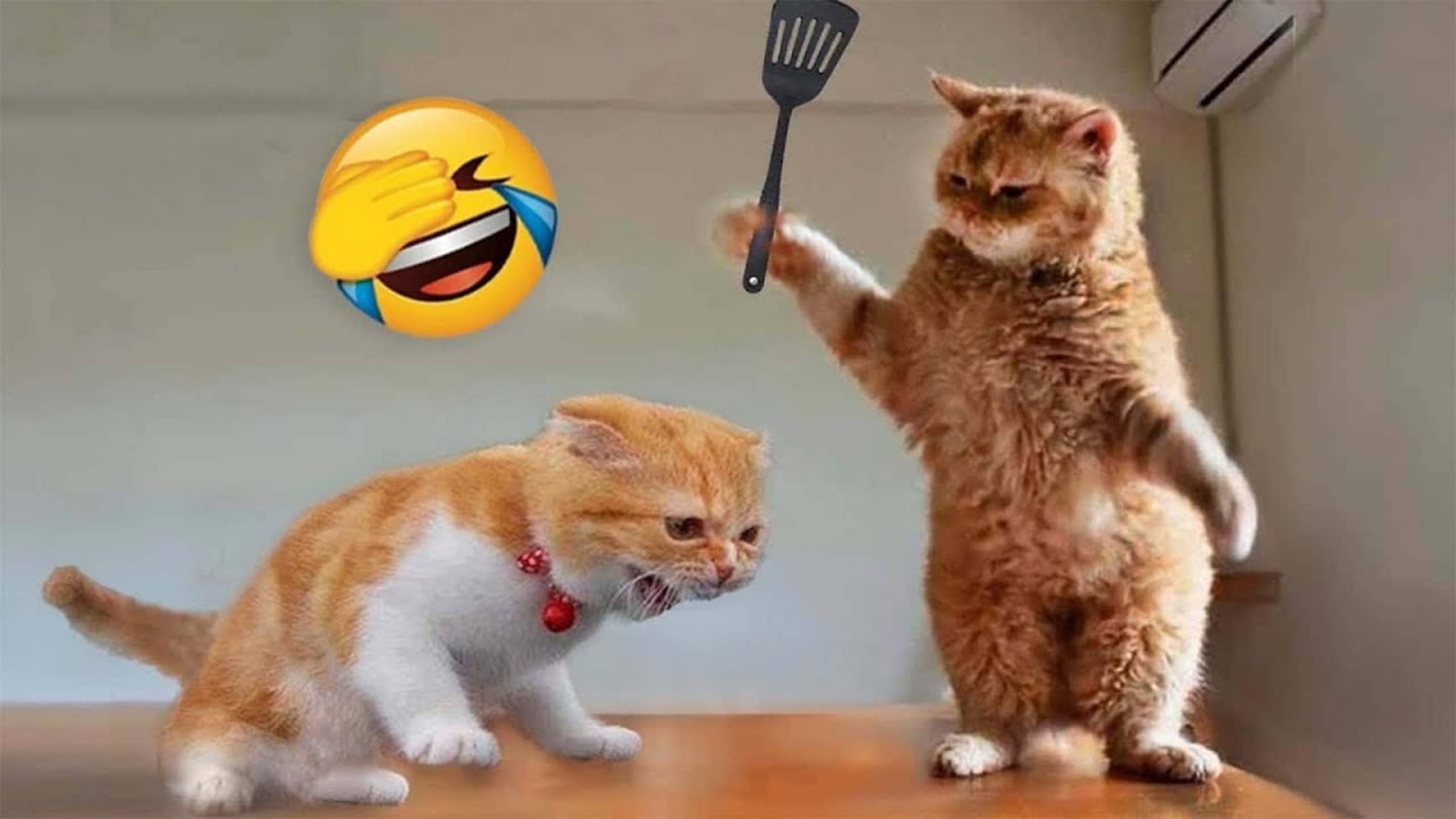 СМЕШНЫЕ КОТЫ 2025 ЛУЧШИЕ ПРИКОЛЫ С КОТАМИ, КОШКИ, КОТИКИ, СОБАЧКИ, СМЕШНОЕ ВИДЕО