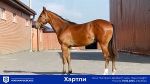Продается перспективный жеребец «Хартли»