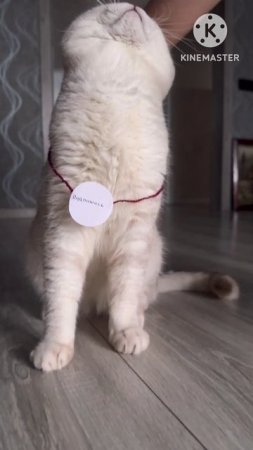 Котик 🐈 🥇