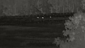 Семейство кабанов,на расстоянии 580 метров. Iray finder fh35r v2.