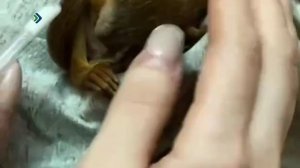 Сыктывкарцы спасли маленького бельчонка от смерти