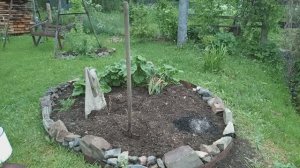 Красивый сад, на шаг к мечте☺️🌿 Сделала клумбу, сажаю розы, борюсь с проволочником и комарами😊
