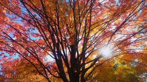 Gorgeous Autumn Tree 4K Screensaver - Natural Window Film