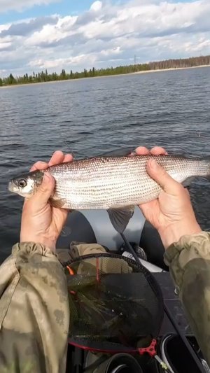 Пелядь летом