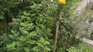 Цветы 💐 на клумбах после дождя ☔️