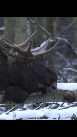 Лось грызёт осину.Elk gnaws aspen. #wildlife #shots