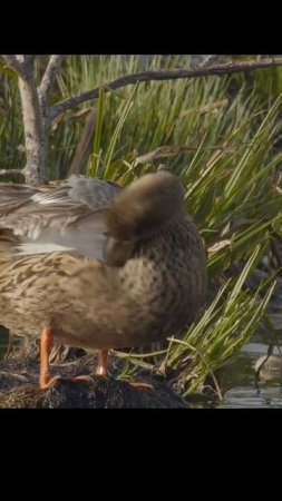 Утка широконоска. Shoveler duck. #birds #wildlife #shots #nature