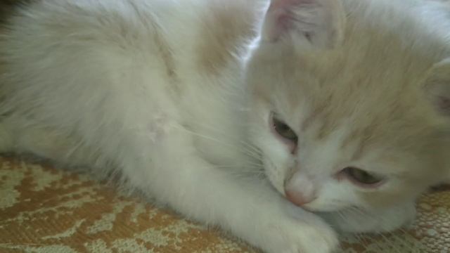 Котята