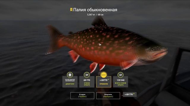 ✮ Ладожский архипелаг ✮ Палия обыкновенная ✮ Русска? смотреть онлайн