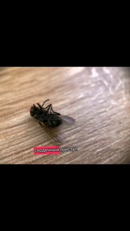 Мужчина принёс муху, с подозрением.. 🤣
