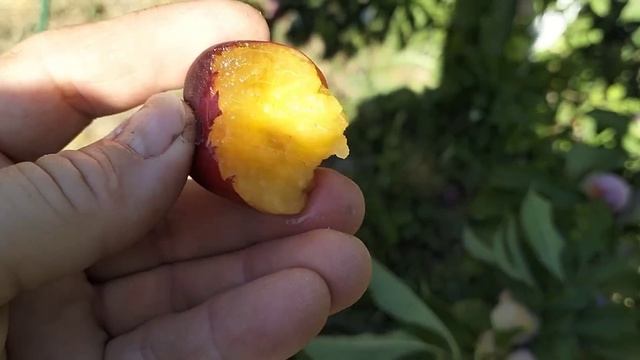 #830Обновила подполье/Второй месяц лета/Жара/Убрала све смотреть онлайн