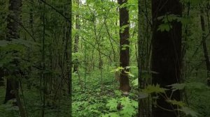 Концерт в лесу и во дворе