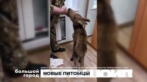 НОВЫЕ ПИТОМЦЫ. Большой город 05/06/2025