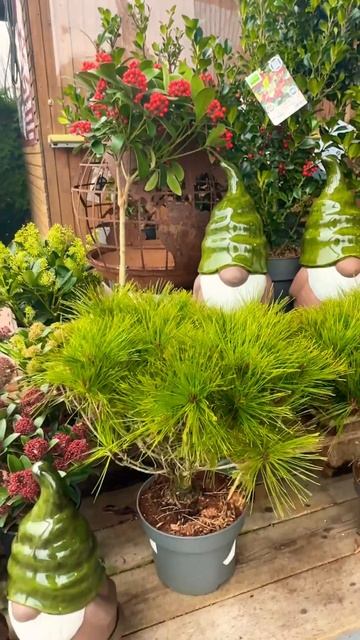 Предложение наших цветочных магазинов 🌟Sortiment an Pflanzen ? смотреть онлайн