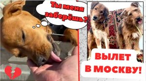 Самая ласковая собака молит о спасении!