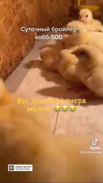Бройлеры Кобб 500 суточные смотреть онлайн