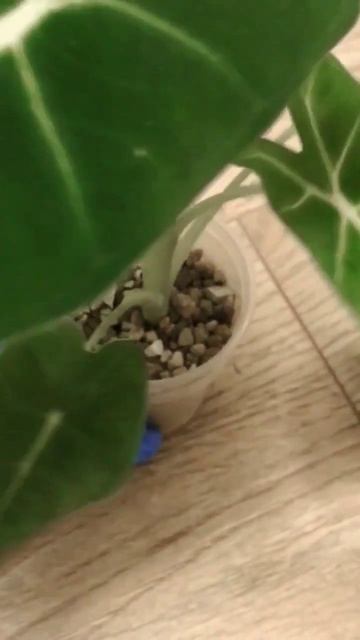 Алоказия мишольца и Сильвер драгон #plants #коллекциярас?