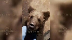 Полицейские обнаружили медвежонка в одном из домов Самарской области