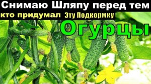 Рассказал по Секрету! ПЕРВАЯ ПОДКОРМКА ОГУРЦОВ ПОСЛЕ ВЫСАДКИ В ГРУНТ