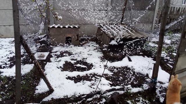 Снег в апреле // Тюльпаны в снегу 🌷❄️ смотреть онлайн