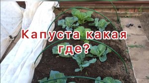 Капуста какая и где.