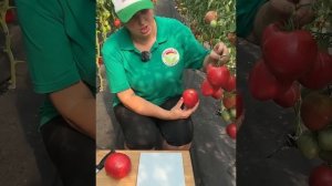 Томат "Памяти Ирины Бреги"