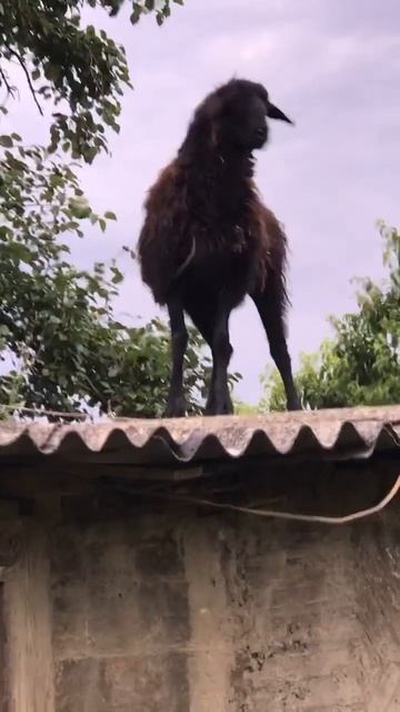 Баран есть баран🤣🤣🤣никак не хотел чтобы его поймал смотреть онлайн