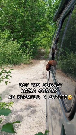 Вот что бывает, когда не покормишь свою собаку