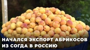 Как согдийские абрикосы поступают на российские прилавки?