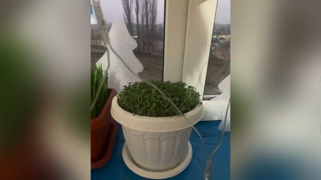 Экологическая акция «Зимний огород Эколят на окне» смотреть онлайн