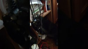 Кошка играет с проводами