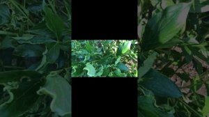 Пионы: вирус «курчавость листьев»#дача