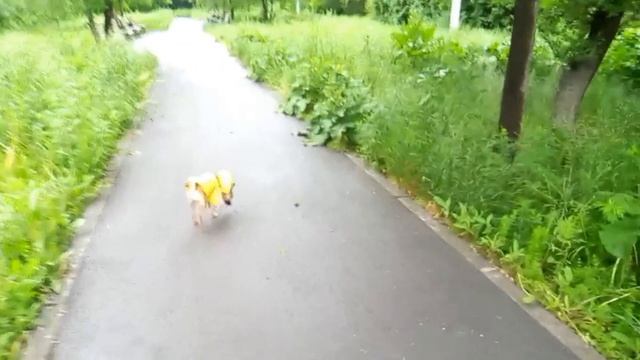 Прогулка после дождя с Рахманиновым