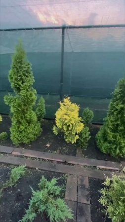 Наши маточные растения 🌲, срезка черенка начнётся с июля месяца🙂
