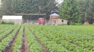 Окучивание картофеля на тракторе т16.