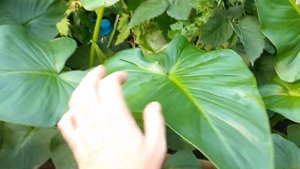 Калла Эфиопская в открытом грунте. 7.08.2024г.