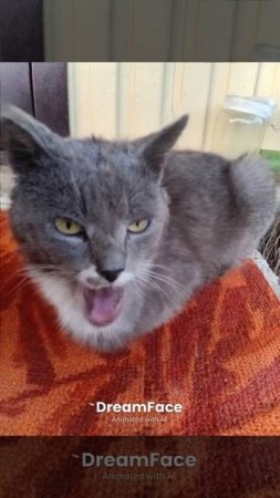 кот 🐱 паёт