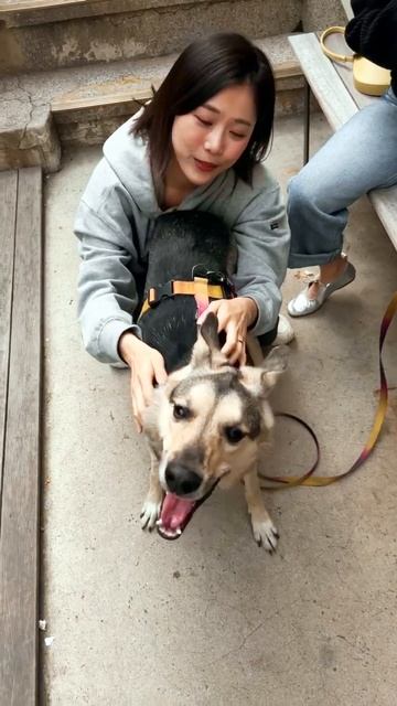 Корейцы заинтересовались собакой по имени Арчи смотреть онлайн