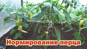 Нормирование перца