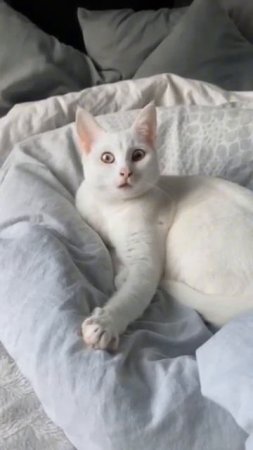 Забавные котики - # 24 2025 год