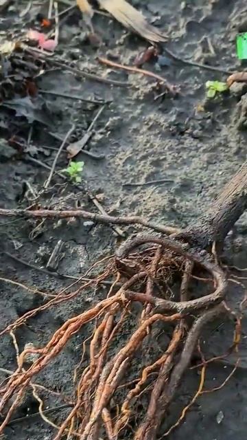 ПЕРЕСАДКА ВЗРОСЛОГО Куста ВИНОГРАДА! Стоит ли ЭТО ДЕЛ? смотреть онлайн