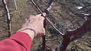 Можно ли пересаживать пяти шести-семилетние деревья э