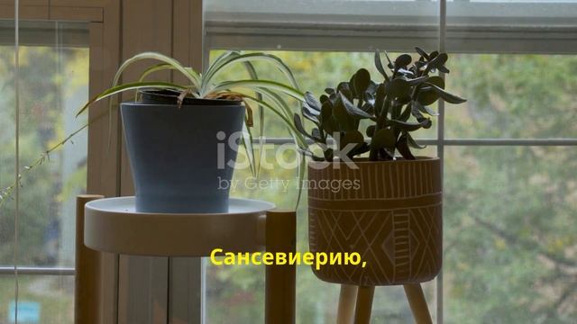 домашние растения цветы