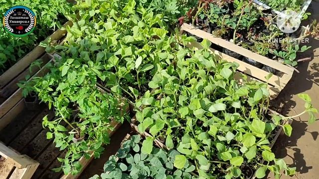 НАЛ БАЗАР РЫНОК САЖЕНЦЕВ смотреть онлайн