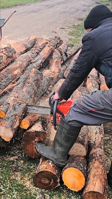 Сила и мощь. Бензопила Oleo-mac GS650 63.4см3. #бензопила #chainsaw смотреть онлайн