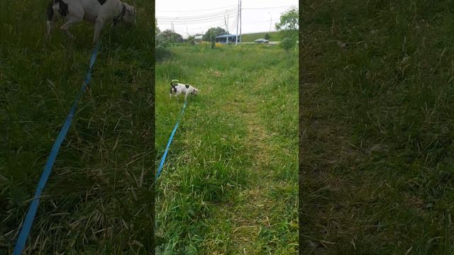rutube.ru