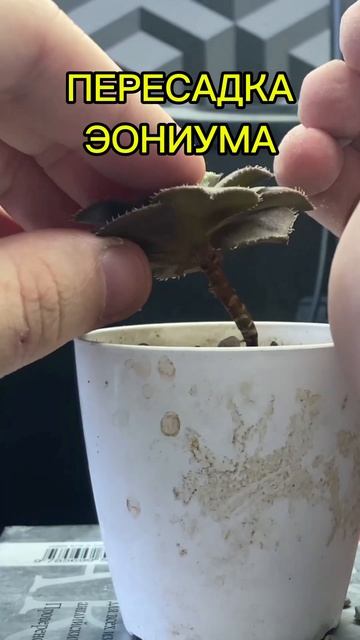 пересадка эониума смотреть онлайн