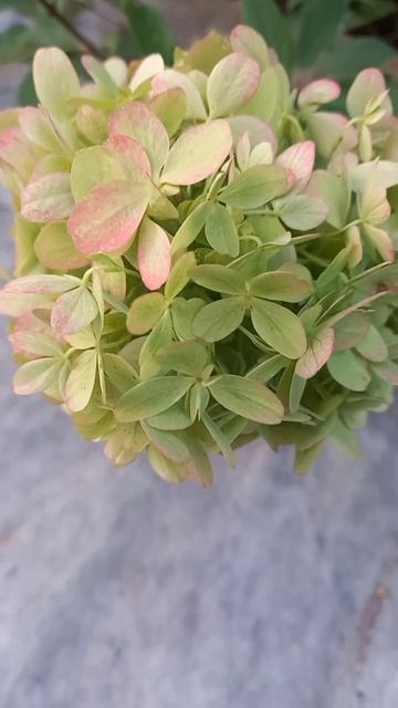 Лучшие сорта гортензий #гортензииукраина #метельчаты смотреть онлайн